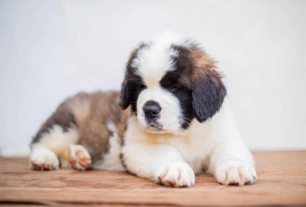 Les Chien du Saint-Bernard de l'affixe Des Bauges De La Vallière