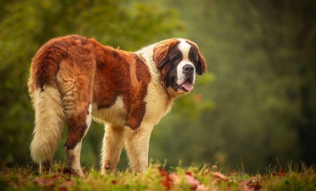 Les Chien du Saint-Bernard de l'affixe Des Bauges De La Vallière