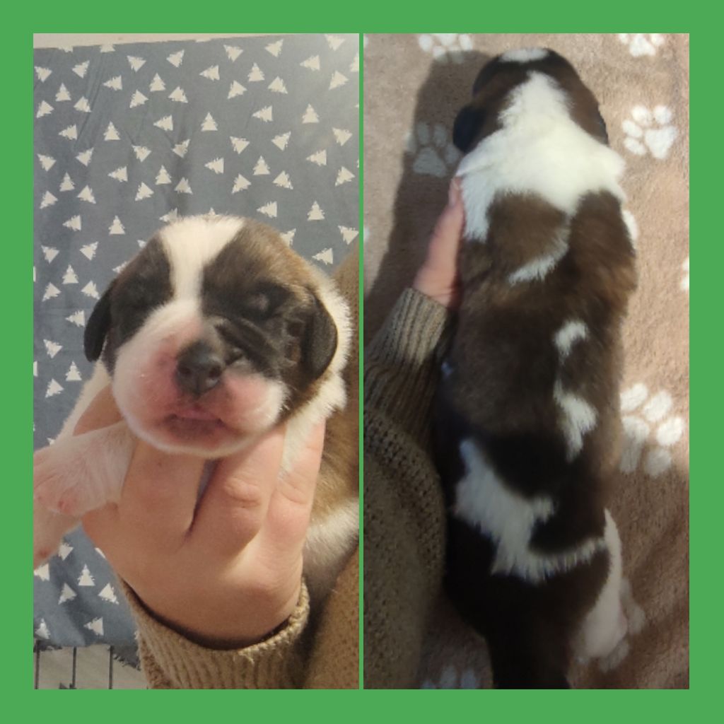 Des Bauges De La Vallière - Chiot disponible  - Chien du Saint-Bernard