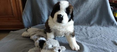 Chiot Saint Bernard mâle