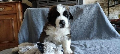 Chiot Saint-Bernard femelle