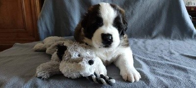 Chiot Saint Bernard Mâle