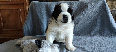 Chiot Saint-Bernard femelle