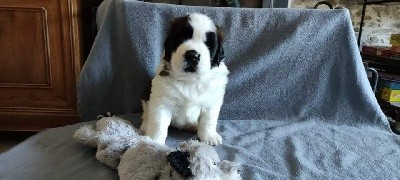 Chiot Saint-Bernard mâle