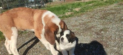 Chiot Saint Bernard mâle