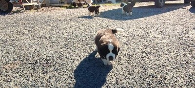 Chiot Saint-Bernard femelle