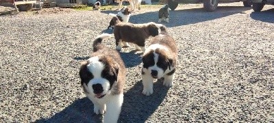 Chiot Saint-Bernard mâle