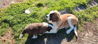 Chiot Saint Bernard Mâle