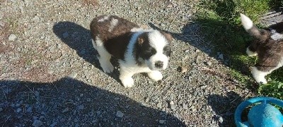 Chiot Saint-Bernard femelle