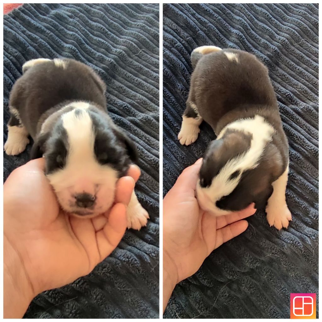 Des Bauges De La Vallière - Chiots disponibles - Chien du Saint-Bernard