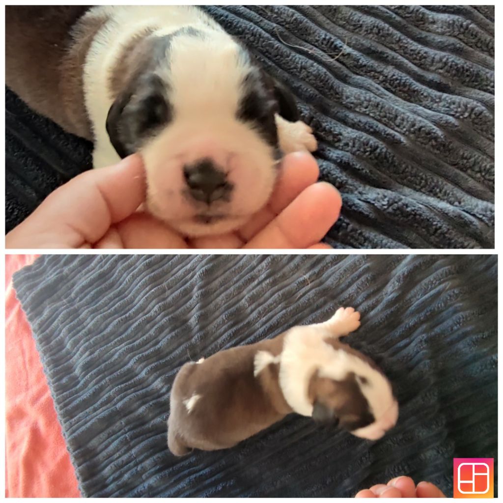 Des Bauges De La Vallière - Chiots disponibles - Chien du Saint-Bernard