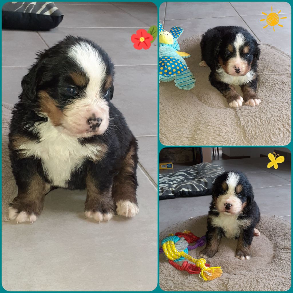 Chiot Bouvier Bernois Des Bauges De La Vallière