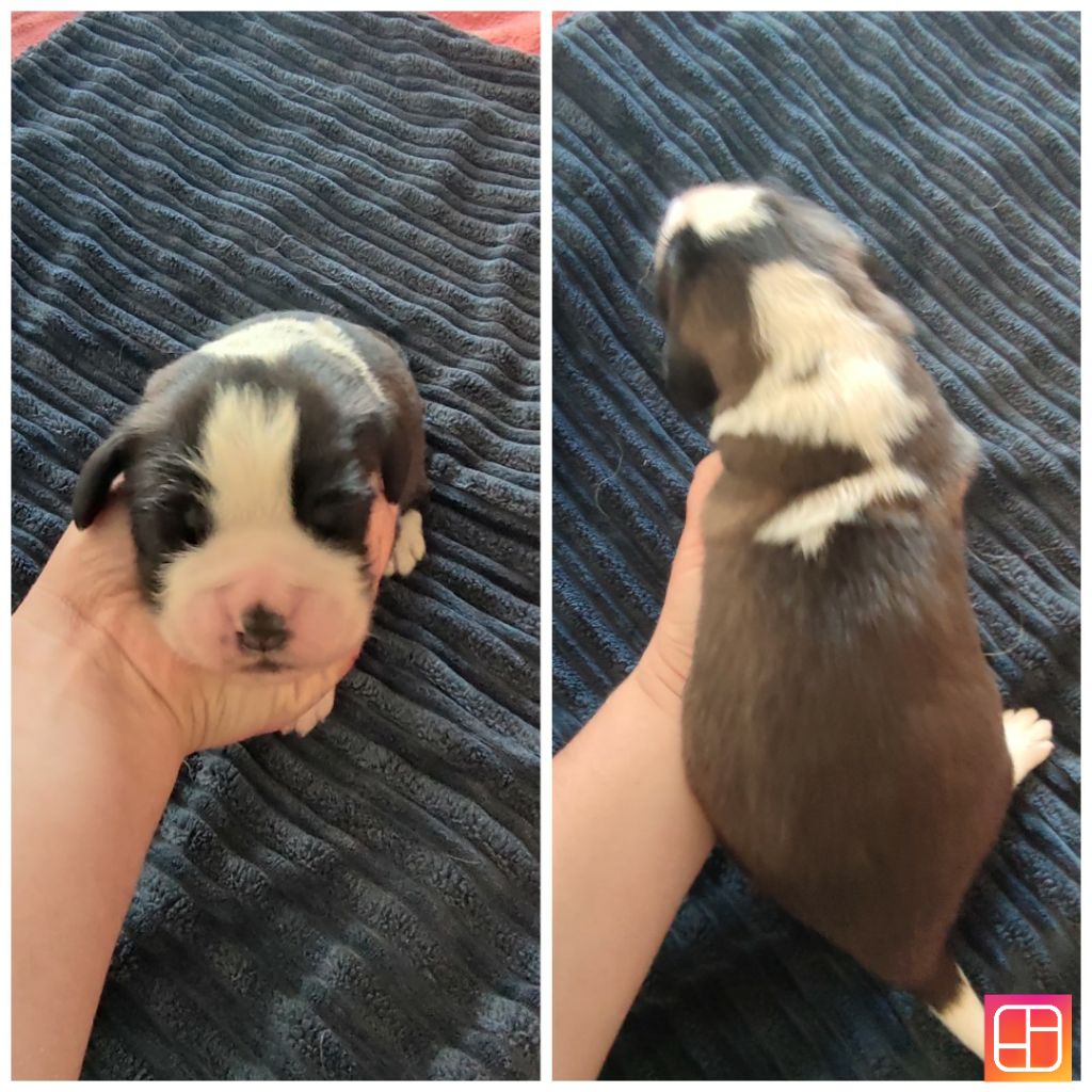 Des Bauges De La Vallière - Chiots disponibles - Chien du Saint-Bernard