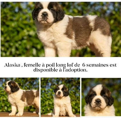 CHIOT 4