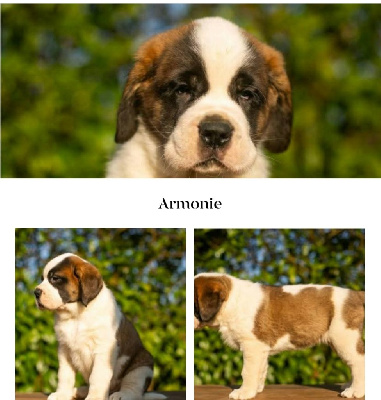 CHIOT 3