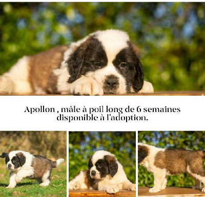 CHIOT 1