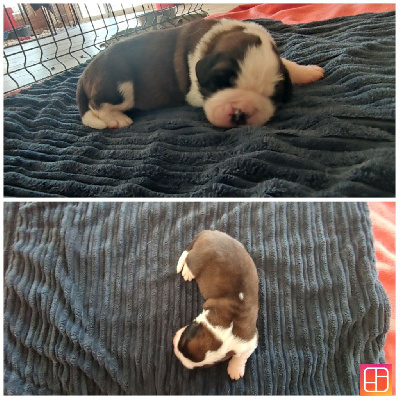 CHIOT 3