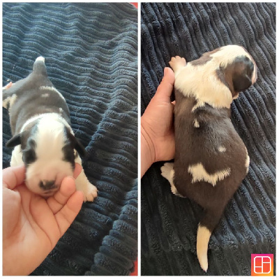 CHIOT 2