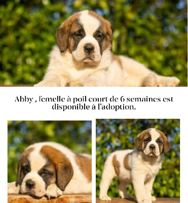 CHIOT 5
