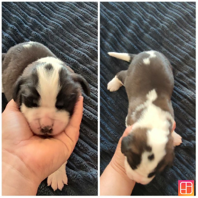 CHIOT 1
