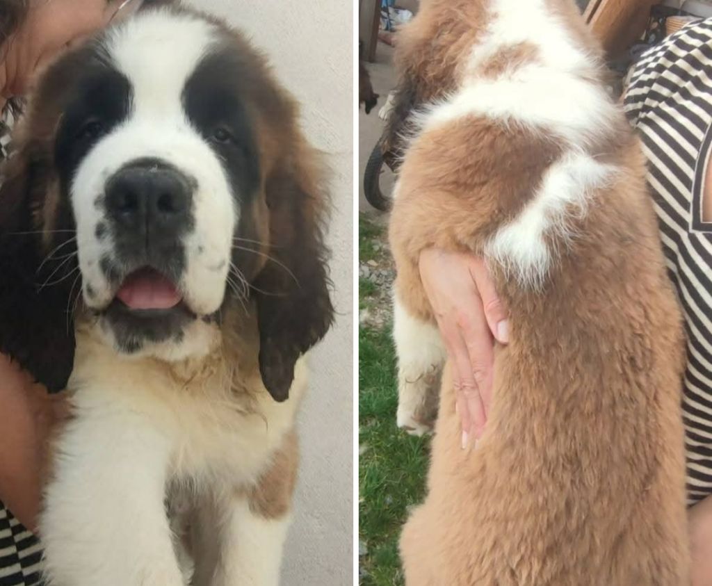 Des Bauges De La Vallière - Chiots disponibles - Chien du Saint-Bernard