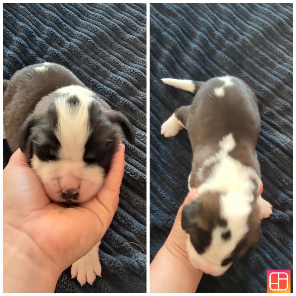 Des Bauges De La Vallière - Chiots disponibles - Chien du Saint-Bernard